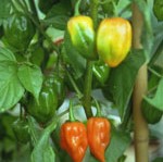 Chilli Pepper: Habanero: Orange