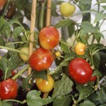 Chilli Pepper: Alma Paprika  plug plant