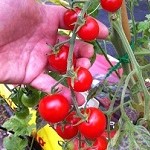 Tomato: Favorita  F1 plug plant