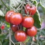 Tomato: Black Cherry plug plant