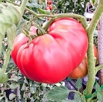 Red and Pink Tomato plug plants