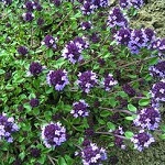 Thyme: Purple Creeping