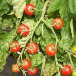 Tomato: Gardeners Delight plug plant