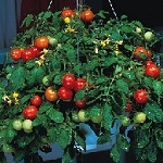 Tomato: Tumbler F1 plug plant