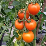 Tomato: Auriga