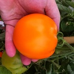Tomato: Moonglow plug plant