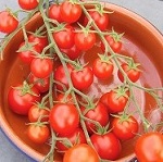 Tomato: Sweet Aperitif  plant