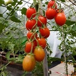 Tomato: Tutti Frutti F1 plug plant