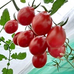 Tomato: Allure F1 plug plant