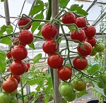 Tomato: Crokini F1 plug plant