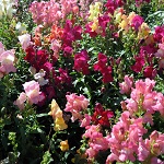 Antirrhinum: Crown Mix