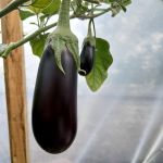 Aubergine: Kazimir F1