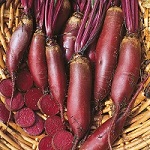 Beetroot: Cylindra