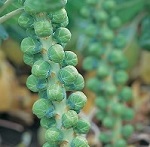 Brussels Sprouts: Maximus F1