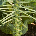 Brussels Sprouts: Cryptus F1 