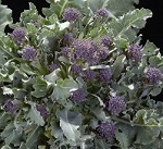 Sprouting Broccoli: Cardinal