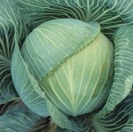Cabbage: Kilastor F1