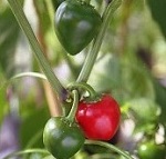 Chilli Pepper: Cherry Bomb F1