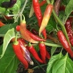 Chilli Pepper: Firecracker