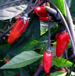 Chilli Pepper: Zimbabwe Black