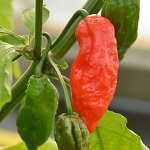 Chilli Pepper: Bhut Jolokia Red