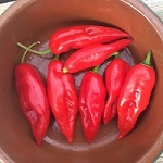 Chilli Pepper: Rocoto Ultra