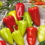 Sweet Pepper: Slavus F1