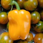 Sweet Pepper: Verdejo F1