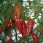 Habanero Hot Paper Lantern