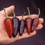 Chilli Pepper: Hungarian Black