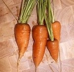 Carrot: Chantenay Red Cored
