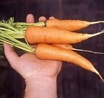 Carrot: Autumn King 2