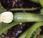 Courgette: Defender F1