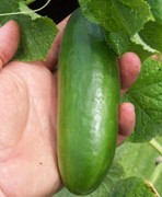 Cucumber: La Diva 