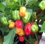 Chilli Pepper: Habanero: Fruit Burst