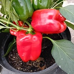 Sweet Pepper: Red Star F1