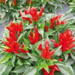 Chilli Pepper: Etna seeds seeds