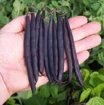 Dwarf Fench Bean; Purple Tepee
