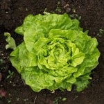 Lettuce: Tom Thumb