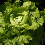 Lettuce: Webbs Wonderful