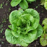 Lettuce: Winter Density