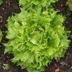 Lettuce: Reine des Glaces