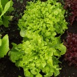 Lettuce: Salad Bowl Green