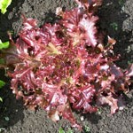 Lettuce: Salad Bowl Red