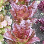 Lettuce: Rouge d'Hiver
