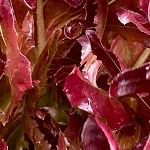 Lettuce: Red Oak Leaf  Sadawi