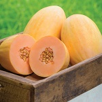Melon: Mangomel F1