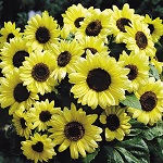 Sunflower: Valentine