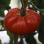 Tomato: Brandywine