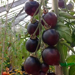 Black and Green Tomato plug plants